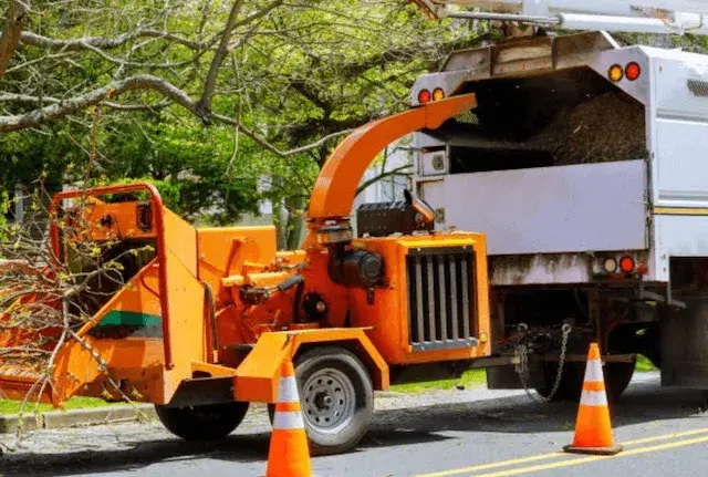 tree removal st. louis 