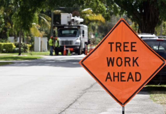 tree removal Wildwood mo