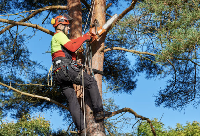 tree pruning Wildwood mo