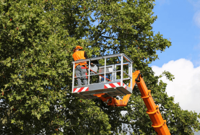 tree trimming st louis