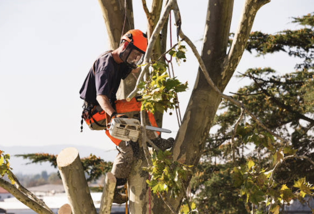 tree removal st louis