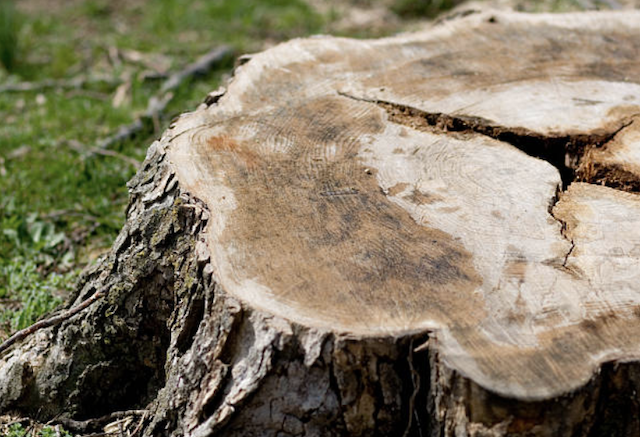 stump grinding Wildwood mo